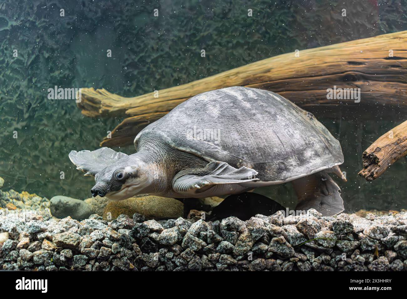 Tartaruga dal naso di maiale (Carettochelys insculpta), che nuota nel fondo del fiume Foto Stock