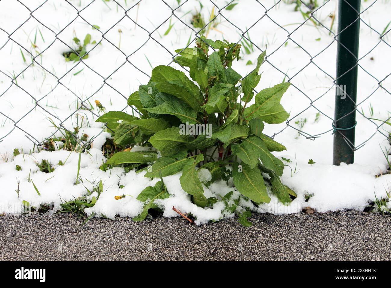 Molo a foglia larga o Rumex obtusifolius o Bitter dock o Bluntleaf dock o Dock Leaf o Dockens o Butter dock erbacea perenne altamente invasiva Foto Stock