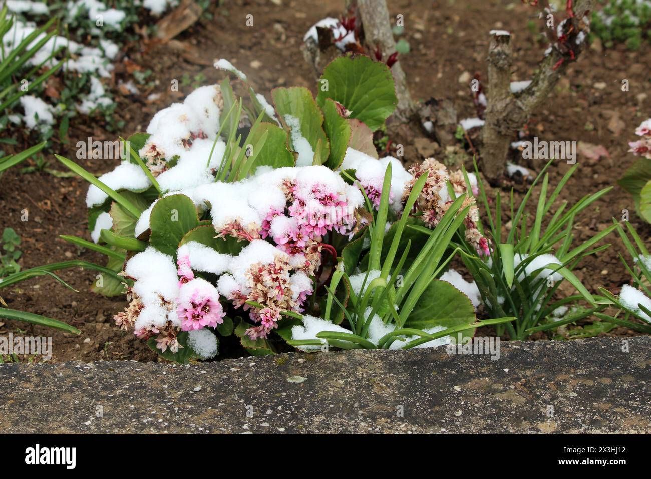 Bergenia ricoperta di neve o sassifraggio con orecchie di elefante o orecchie di elefanti piante perenni rizomatiche sempreverdi in fiore con un mucchio di fiori aperti Foto Stock