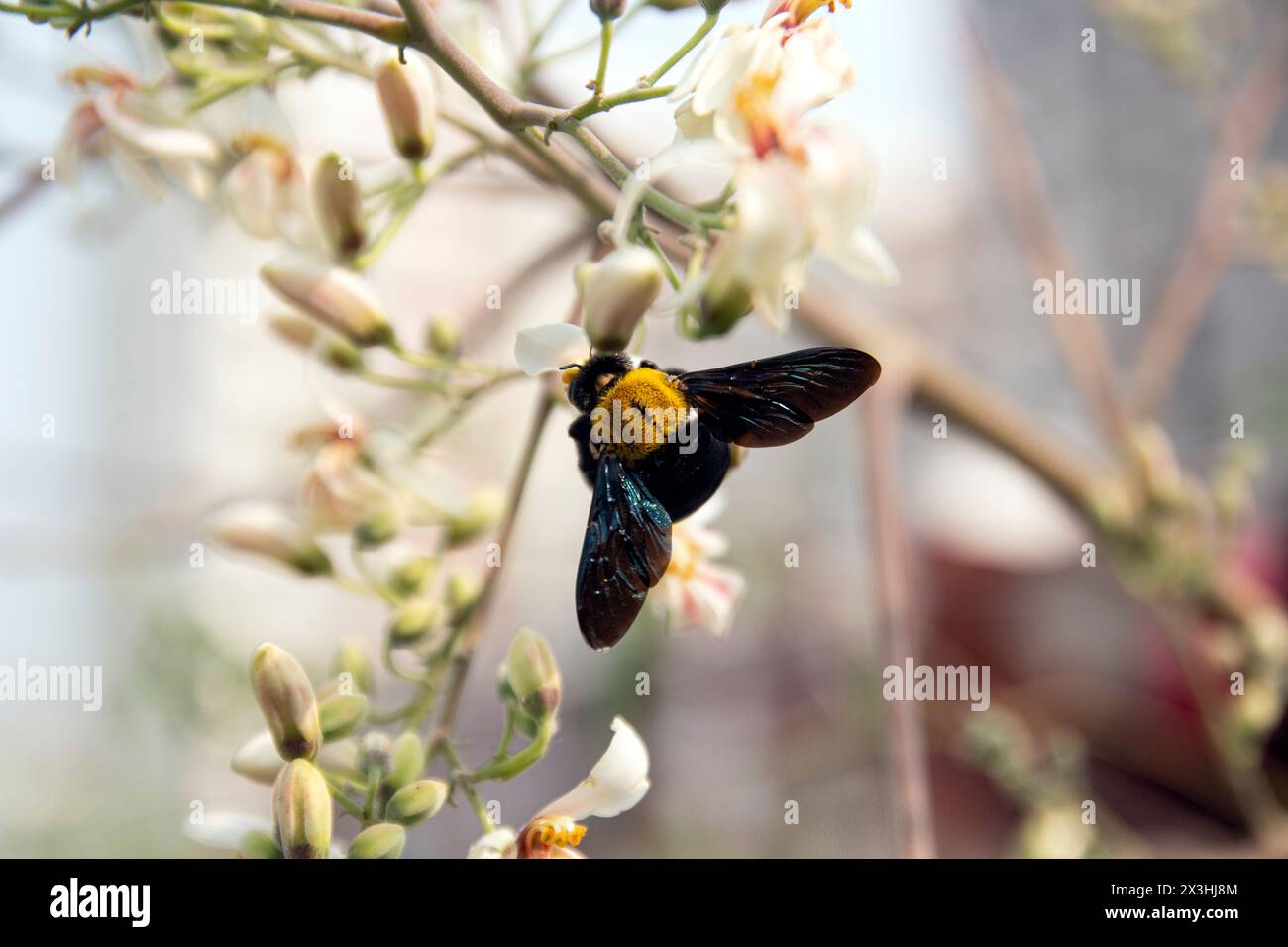 peloso bumblebee maschio di Early Nesting Humble-Bee , Bombus pratorum che vola intorno a foglia verde e fiore di albero di bacchette. raccoglie il fiore di miele a. Foto Stock