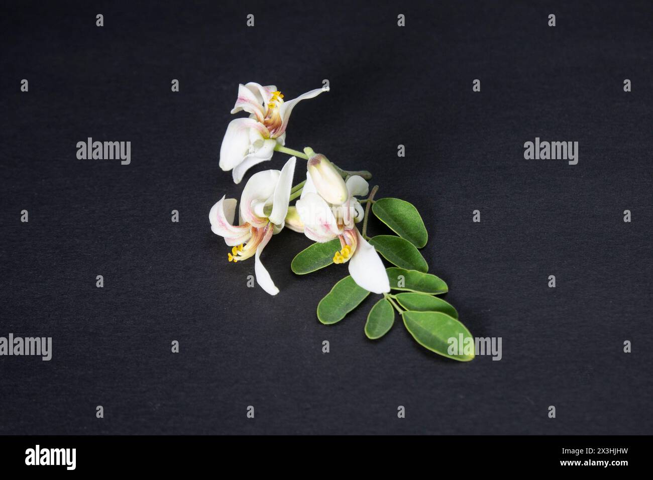 Fiori e foglie giovani di cialde medicinali verdi fresche di Moringa oleifera, rafano, albero di bacchette isolate su sfondo nero. mi ha fatto benissimo Foto Stock