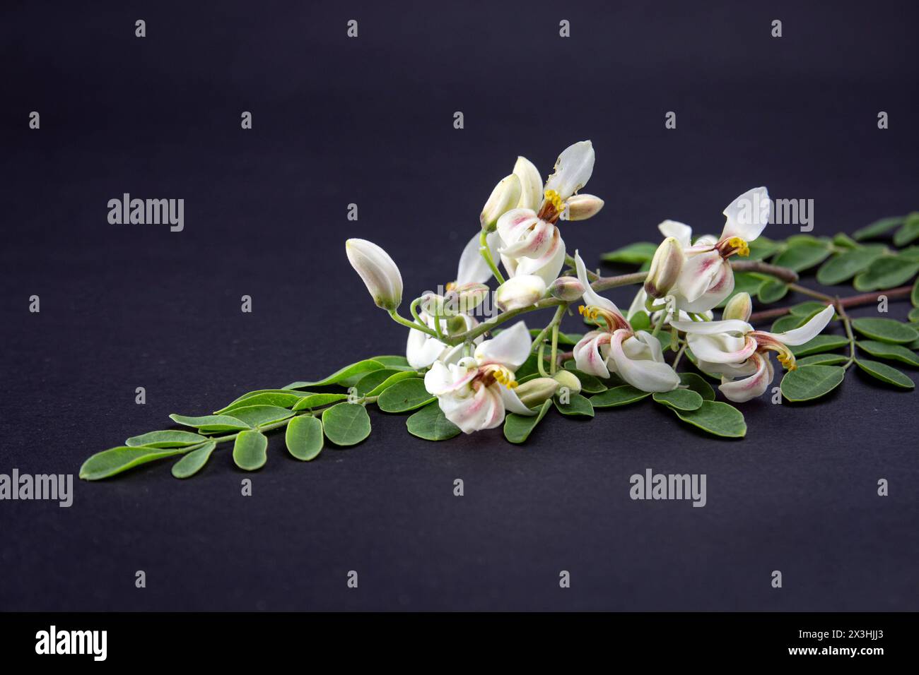 Fiori e foglie giovani di cialde medicinali verdi fresche di Moringa oleifera, rafano, albero di bacchette isolate su sfondo nero. mi ha fatto benissimo Foto Stock