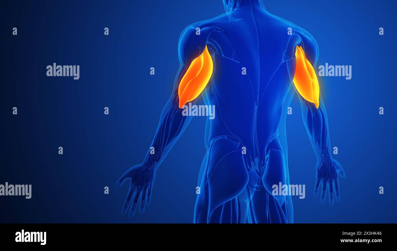 Triceps dolori muscolari con sfondo blu Foto Stock