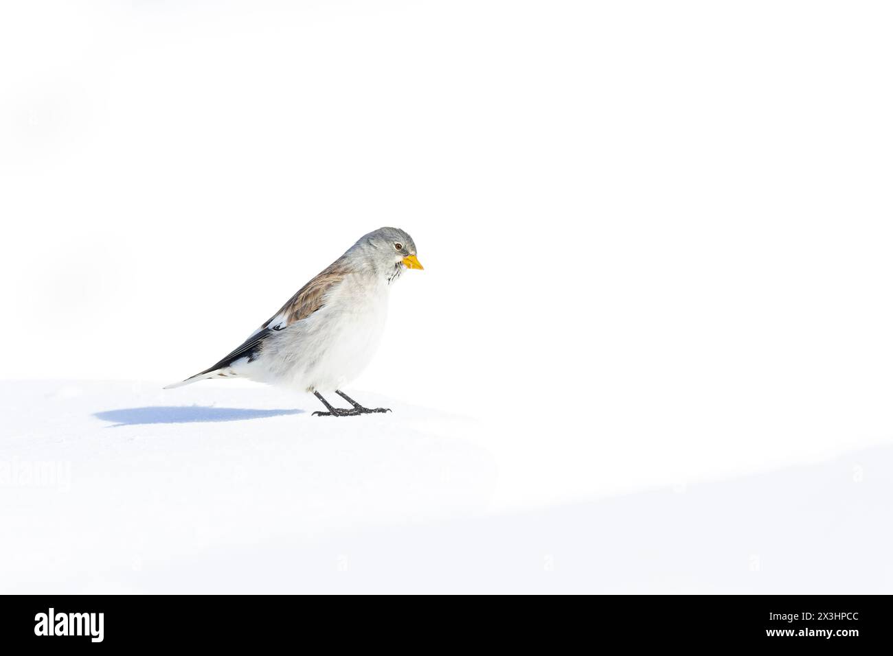 Una pinna di neve dalle ali bianche (Montifringilla nivalis) nella neve. Foto Stock