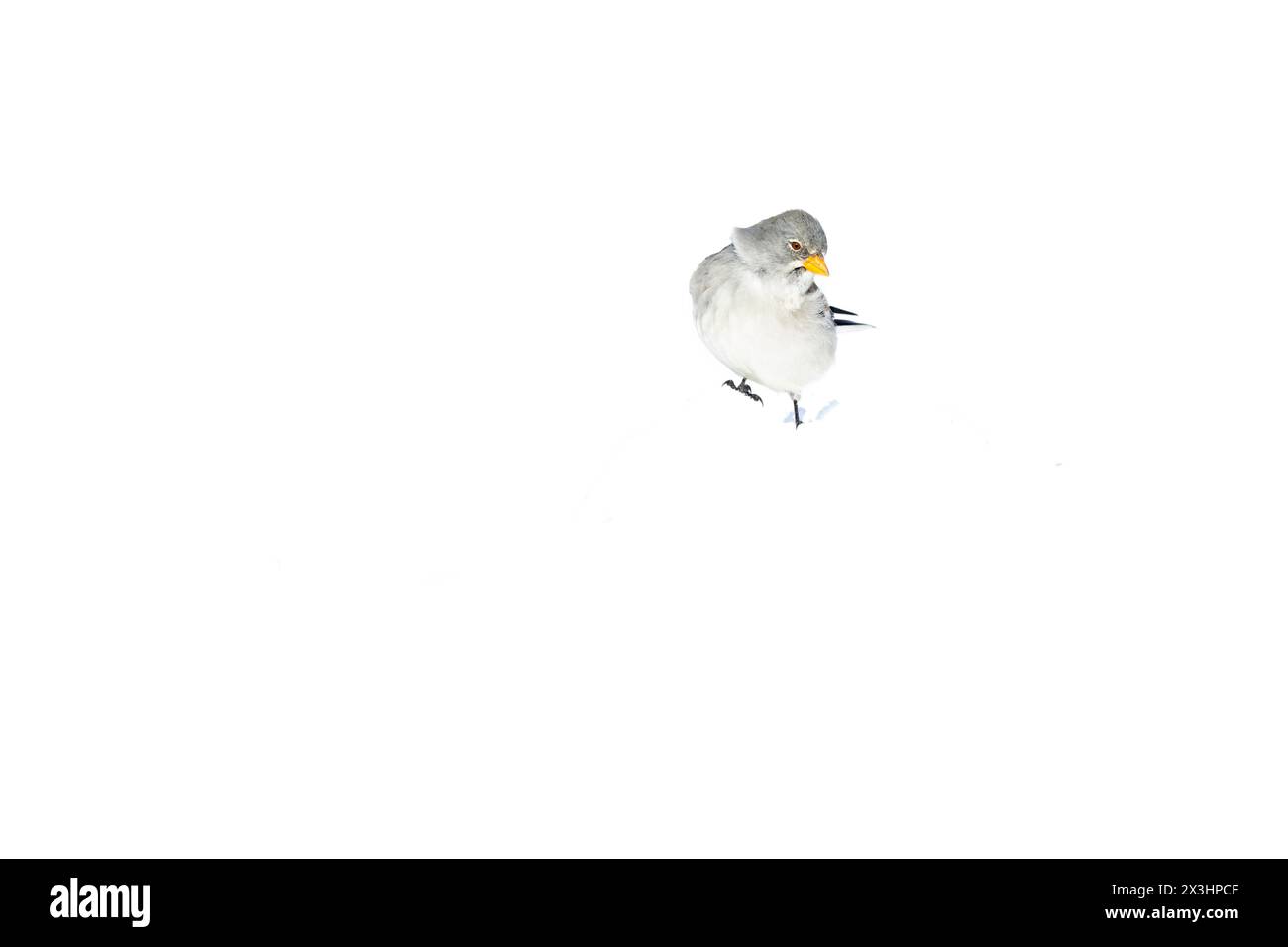 Una pinna di neve dalle ali bianche (Montifringilla nivalis) nella neve. Foto Stock