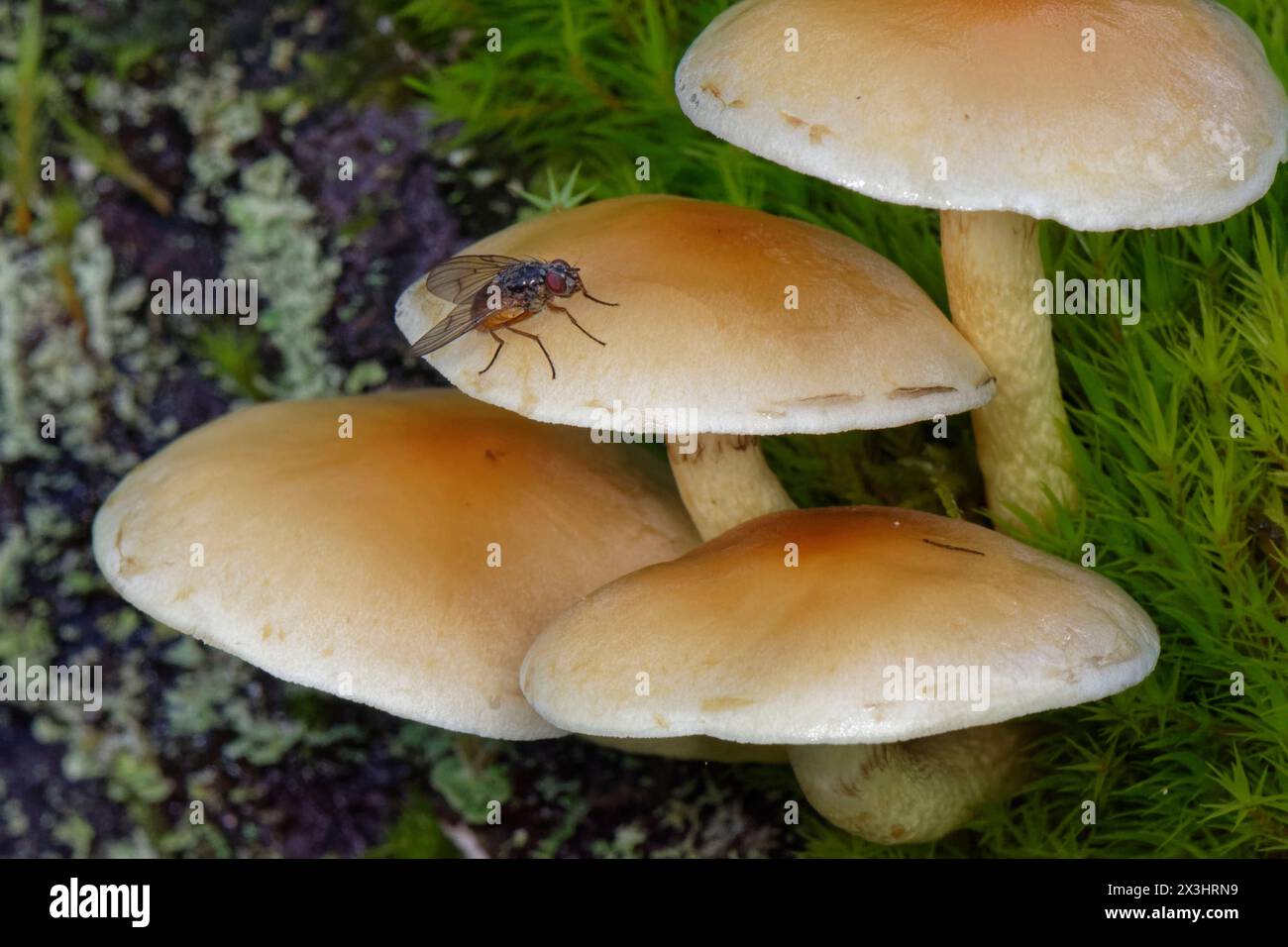Mosca di Muscid / Bristleshin con panciuta d'arancia (Phaonia subventa) le cui larve precedono i mozzi di mosca del fungo, sul Tuft zolfo (Hypholoma fasciculare), Gloucs, Regno Unito. Foto Stock