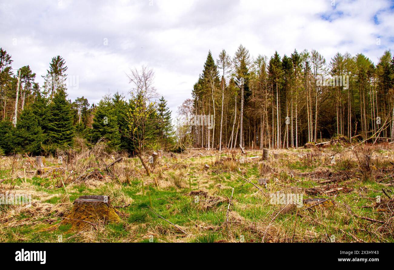 Dundee, Tayside, Scozia, Regno Unito. 27 aprile 2024. Meteo nel Regno Unito: Splendido sole di aprile con incantevoli scenari primaverili di arbusti, alberi di forma naturale e percorsi naturalistici intrecciati all'interno di Templeton Woods a Dundee, Scozia. Crediti: Dundee Photographics/Alamy Live News Foto Stock