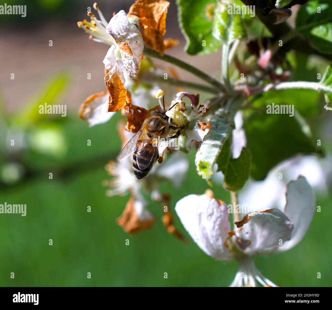 Ape di miele volante che raccoglie polline d'api dalla fioritura dei fiori. Api che raccolgono il miele Foto Stock
