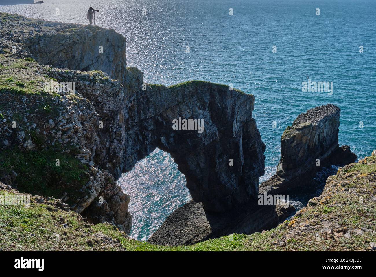 Green Bridge of Wales, Merrion, vicino a Castlemartin, Pembrokeshire, Galles Foto Stock