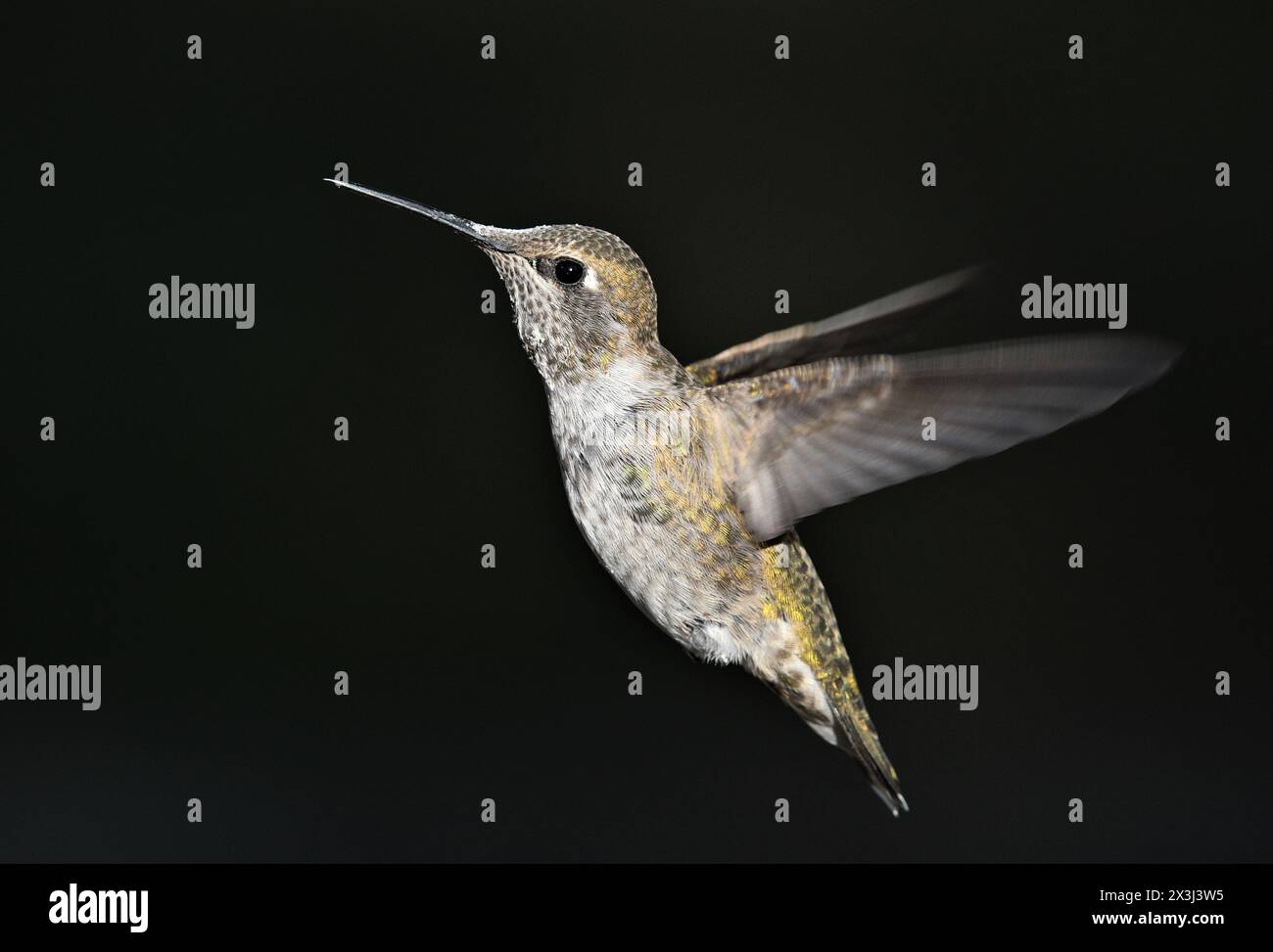 Anna Hummingbird Foto Stock