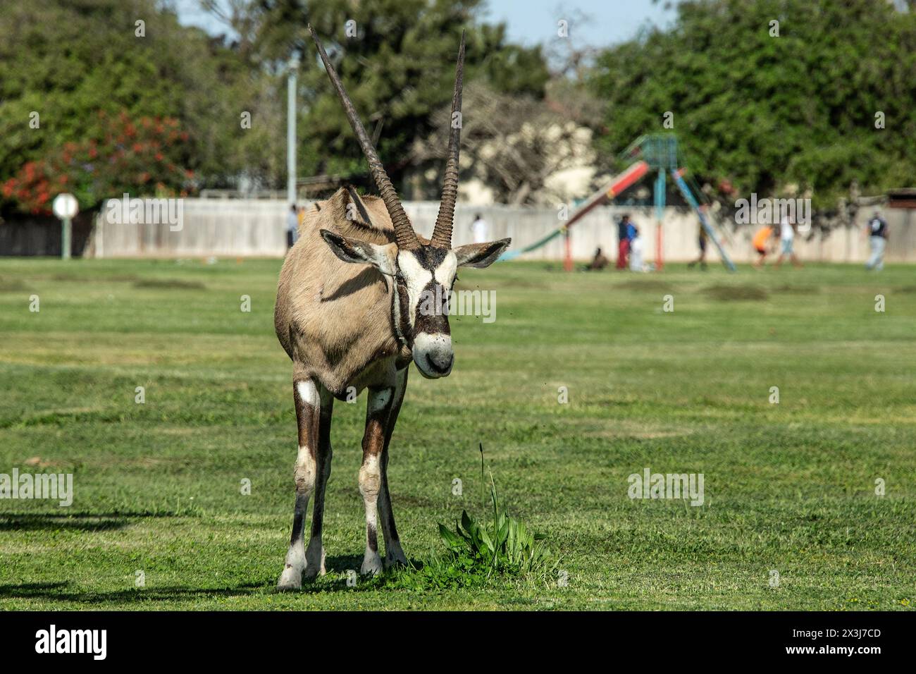 Un orice solitario che cammina attraverso un parco giochi erboso, con bambini che giocano dietro di esso, nella città di Oranjemund. Foto Stock