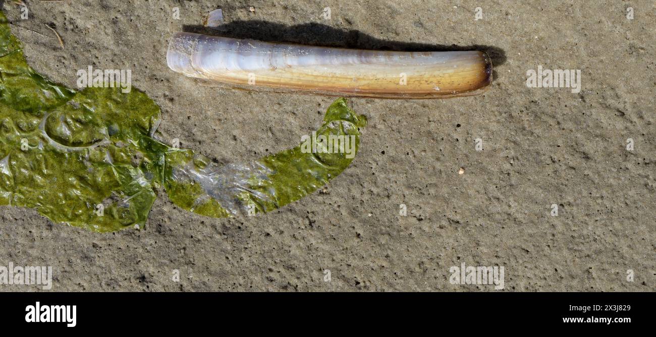 La vongola atlantica si trova accanto alla lattuga di mare morente. Ulva lactuca, Mare del Nord, Parco Nazionale di Wattenmeer, Germania Foto Stock