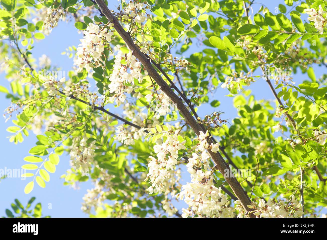 Robinia pseudoacacia durante la fioritura. Rami di un albero di Robinia con fiori bianchi e delicata fogliame verde, fotografati contro un cielo blu Foto Stock