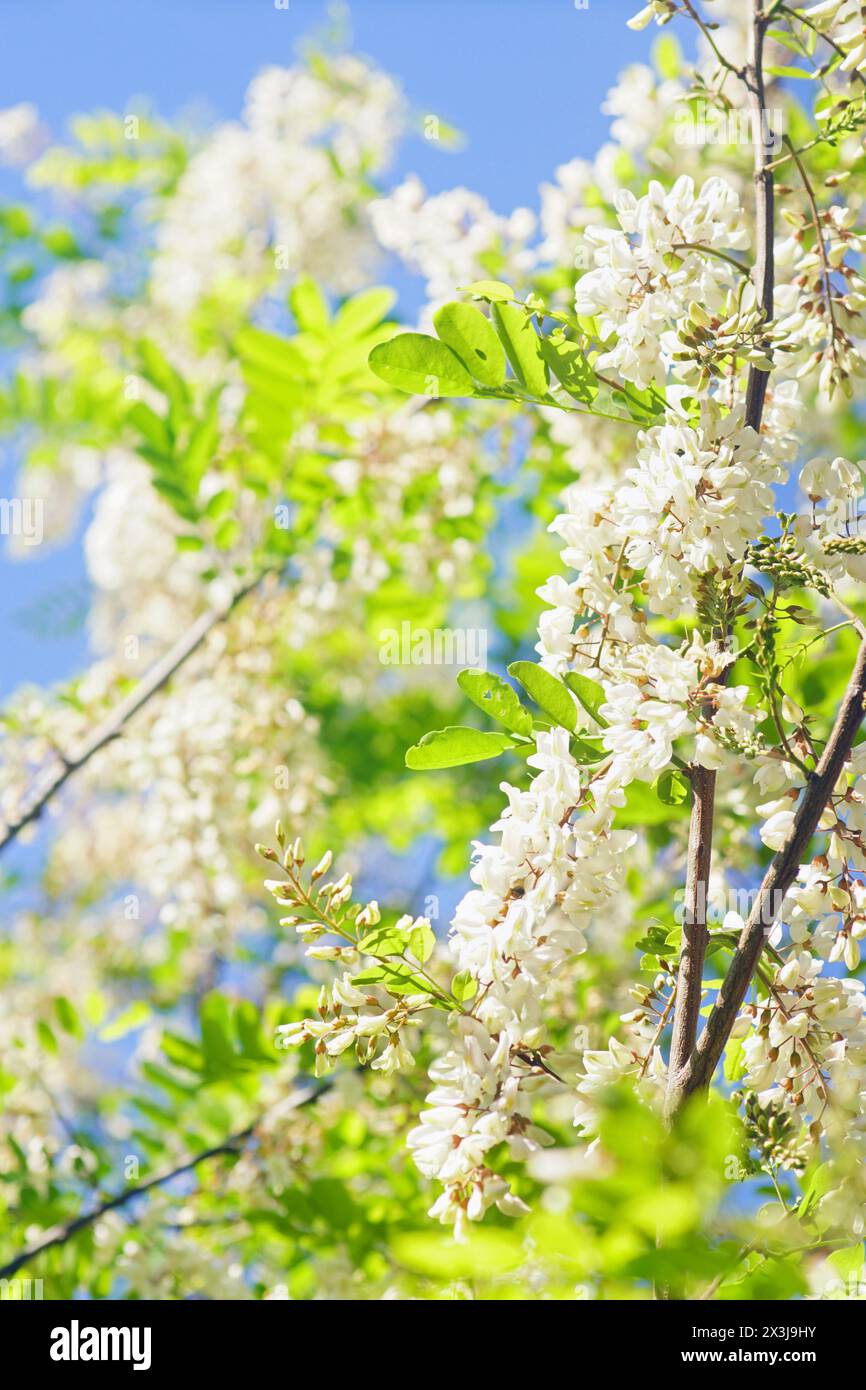 Robin Rami En Robinia pseudoacacia tree immagini e fotografie stock ad alta ...