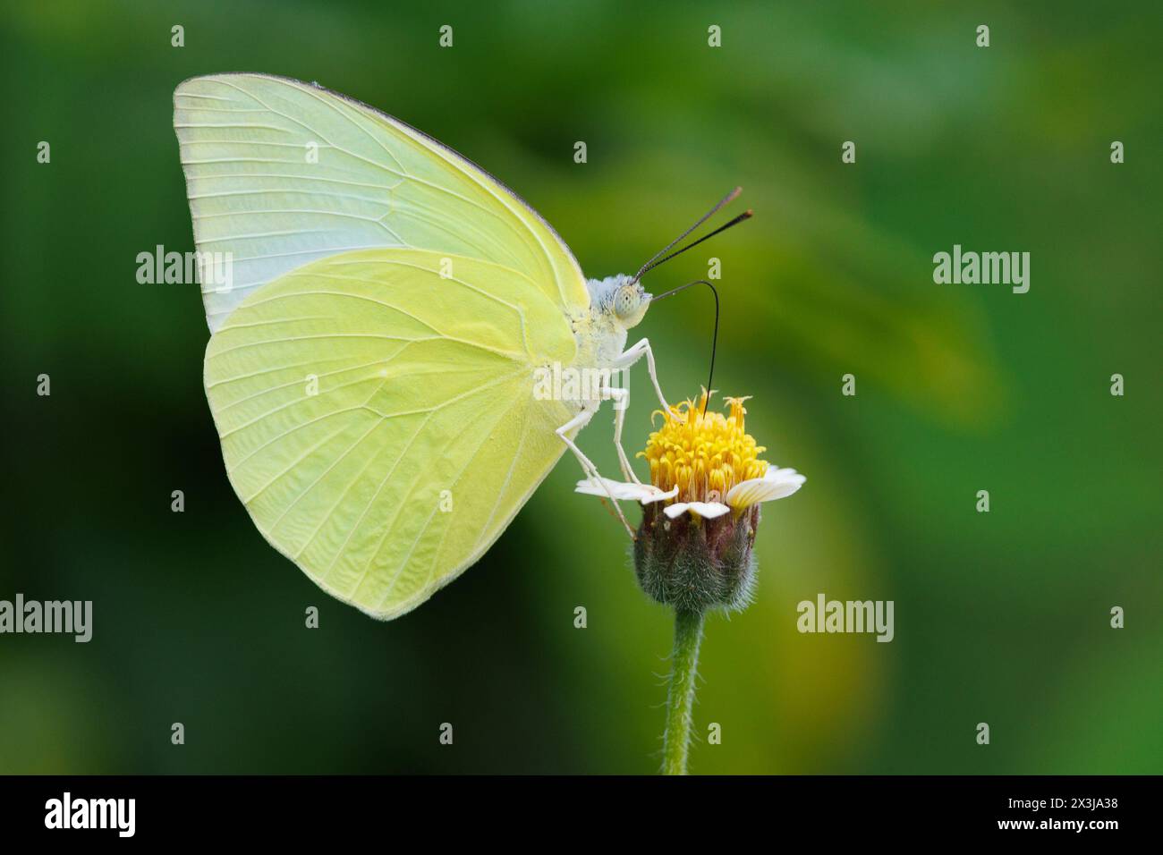 Farfalla migrante di limone maschile, Catopsilia pomona, raccolta di polline su margherite selvatiche, Thailandia Foto Stock
