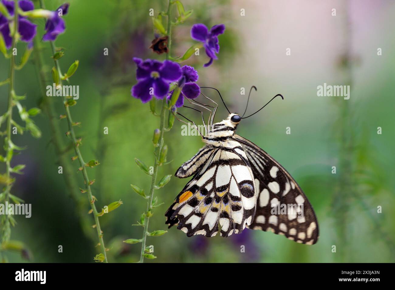 Papilio demoleus, la farfalla di Lime, che raccoglie nettare dai fiori del cielo, Duranta erectaneeds, Thailandia Foto Stock