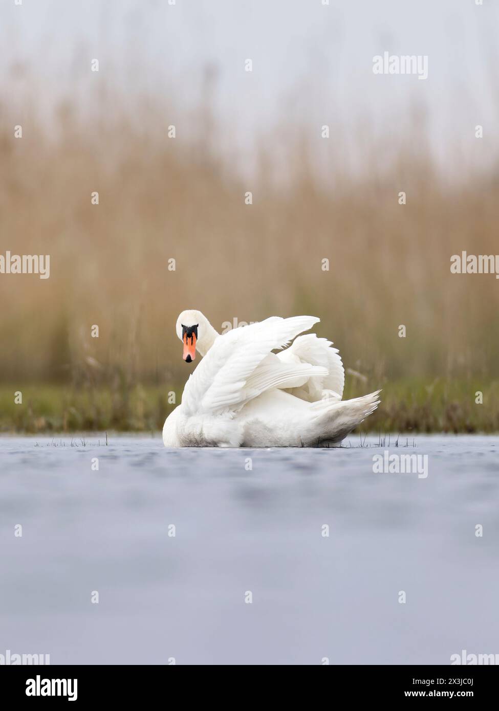Cigno (Cygnus olor) sbattimento ali Foto Stock