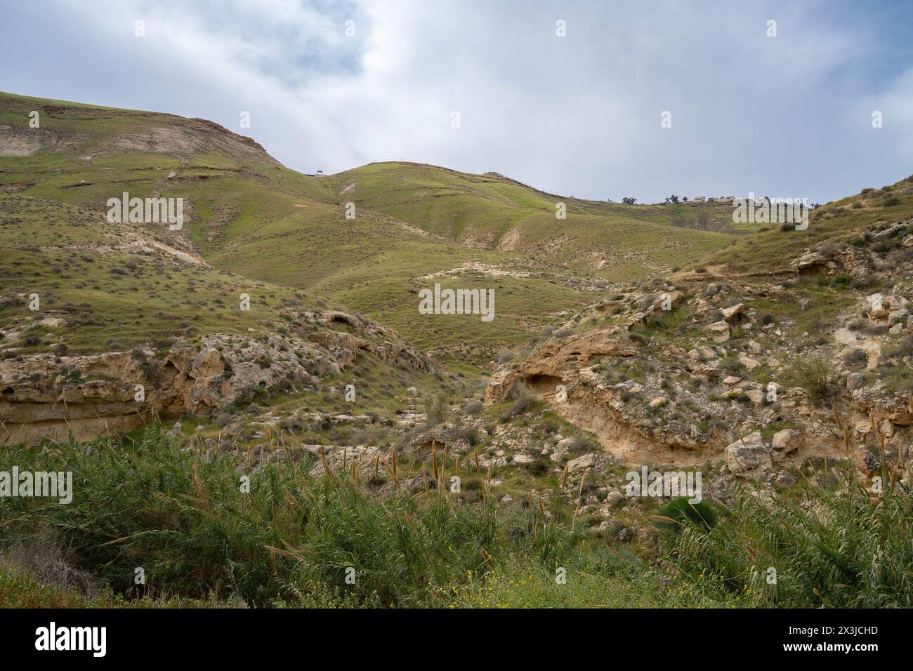 Le colline che circondano il torrente Prat al confine con il deserto della Giudea, Israele, diventano verdi di vegetazione durante l'inverno. Foto Stock