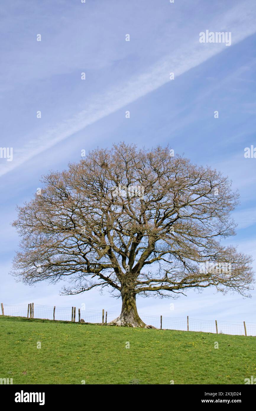 Fraxinus comunemente chiamato albero di frassino alla luce dell'inverno, Gran Bretagna, Regno Unito Foto Stock