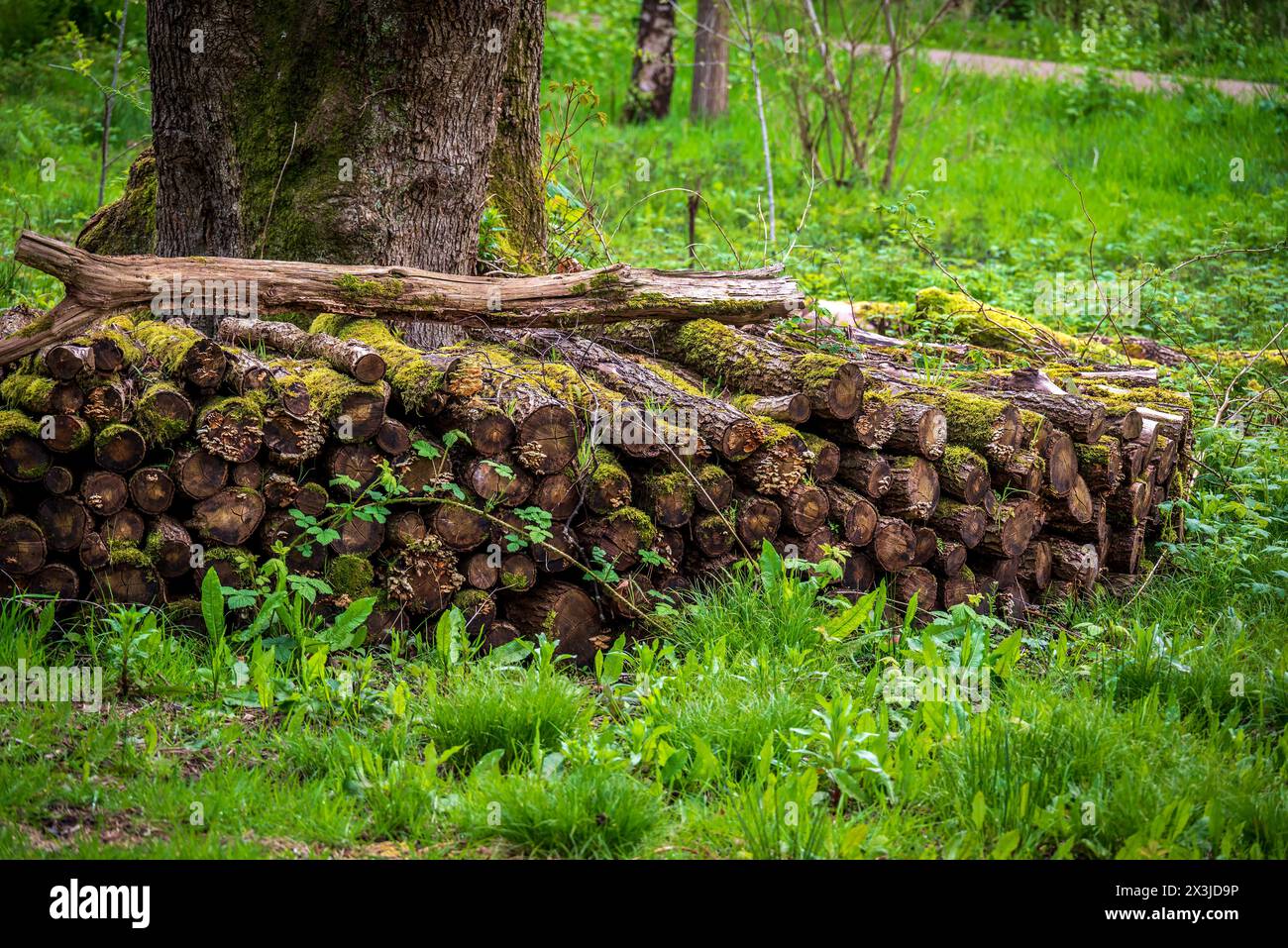 Una pila di tronchi di alberi caduti sul fondo della foresta. Foto Stock