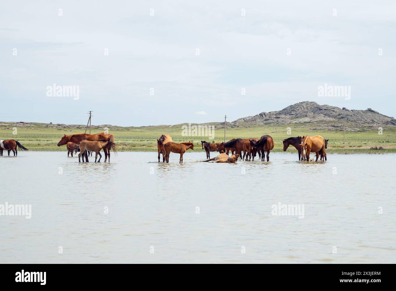 cavalli bruni al pascolo libero nel ranch. una mandria di cavalli nello stagno beve acqua e rinfrescati nelle calde giornate estive. Foto Stock