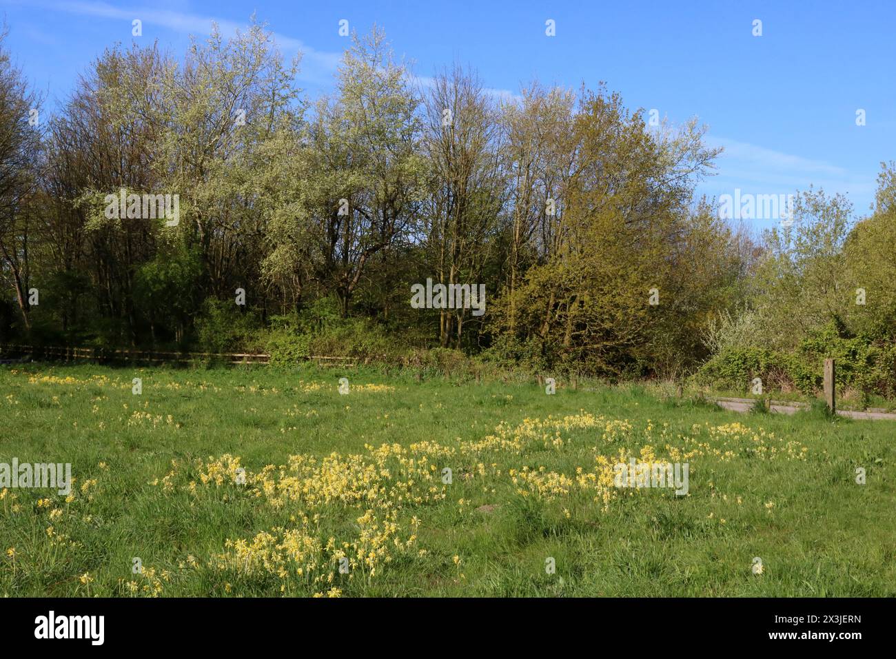 Vista delle sciabole, della primula veris, in un'area di fiori selvatici presso la Lane Ends Amenity area, Pilling, Lancashire nelle giornate di sole con alberi alle spalle che entrano in foglia. Foto Stock