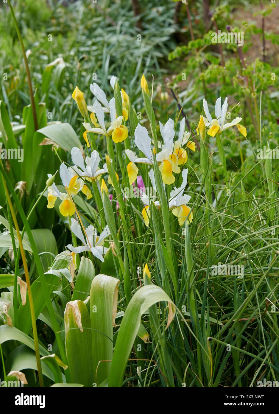 Iris olandesi gialli e bianchi (Iris x hollandica) che fioriscono in un lussureggiante giardino con vibranti foglie verdi e fiori viola sullo sfondo Foto Stock