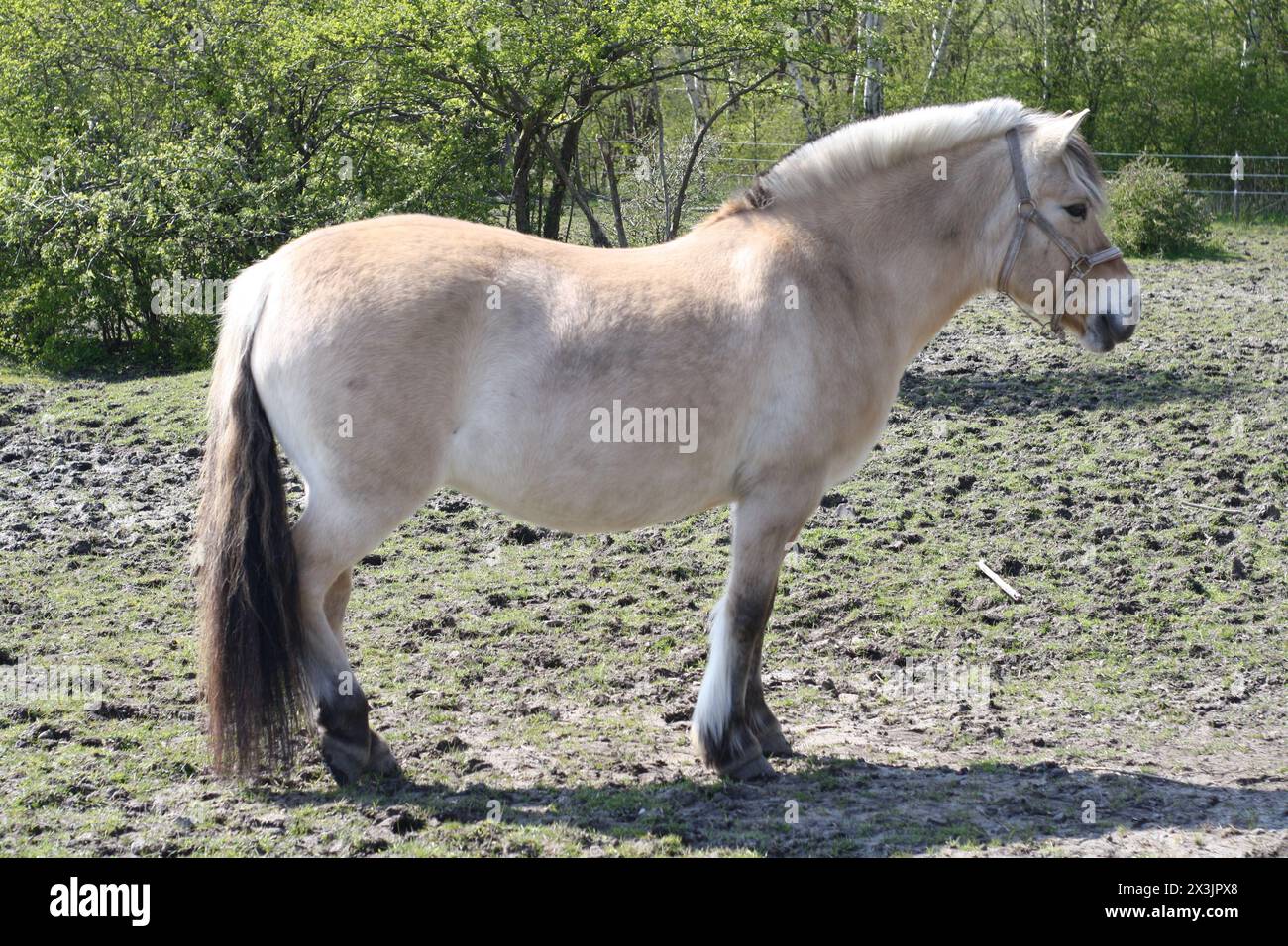cavallo bianco nell'allevamento di stalloni copnehagen Foto Stock
