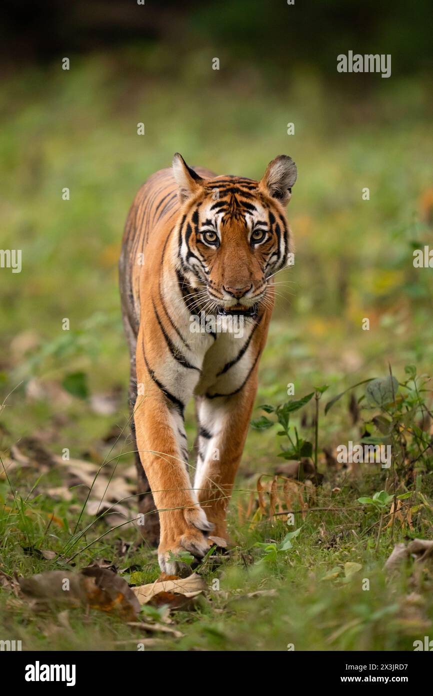 Testa su colpo di una tigre femmina nella foresta di Nagarhole in India Foto Stock