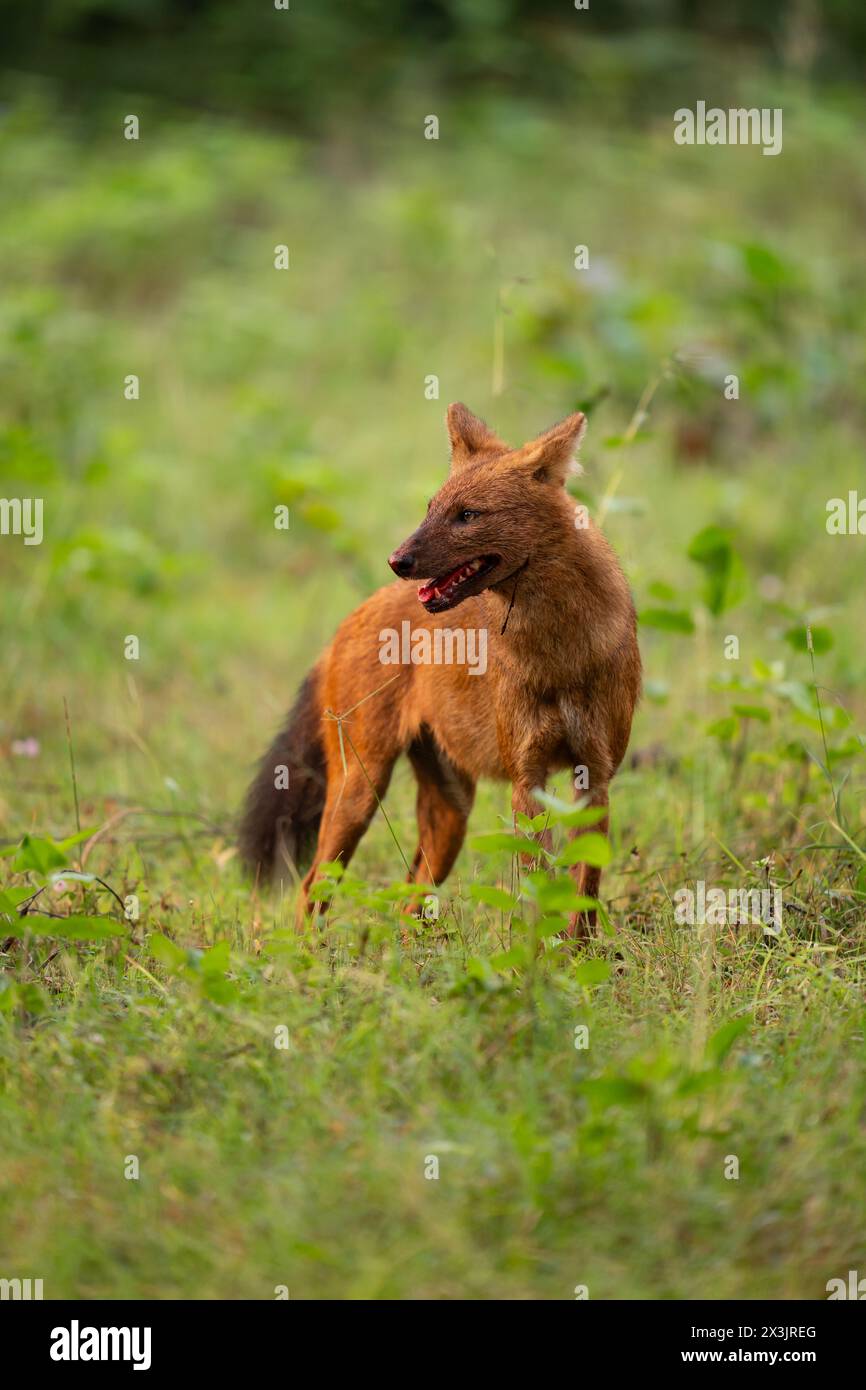 Ritratto di un dhole, un cane selvaggio indiano, dopo una caccia Foto Stock