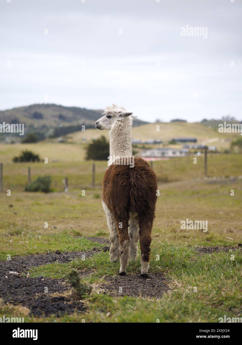 Llama ha perso nel campo prato Foto Stock
