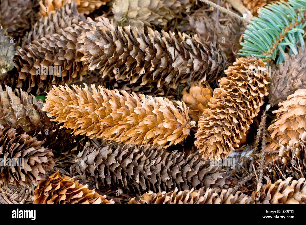 Sitka Spruce (picea sitchensis), primo piano di un gruppo di coni caduti giacenti sul terreno sotto un albero. Foto Stock