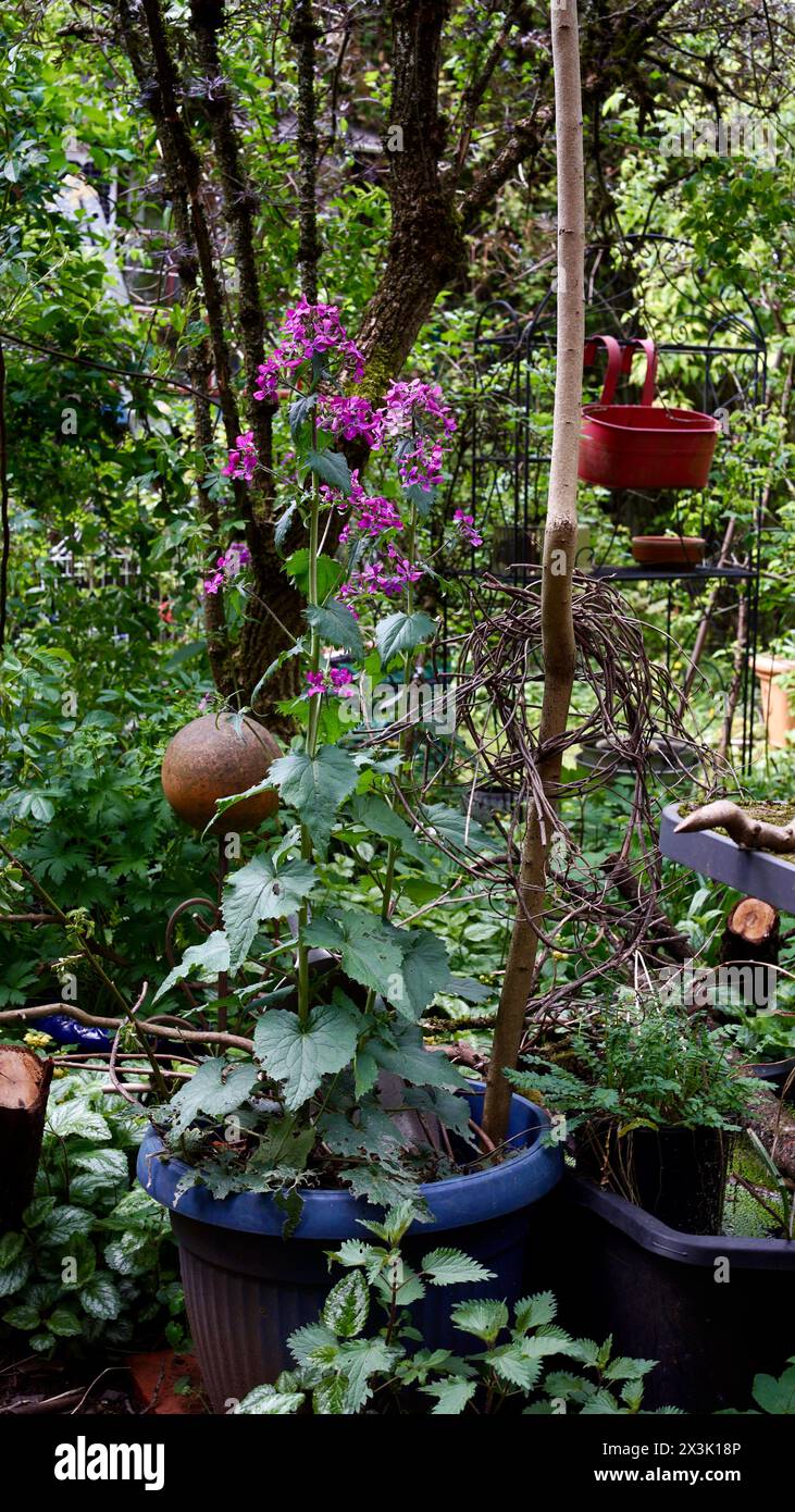 Un giardino naturale in primavera con vasi e decorazioni floreali. Foto Stock