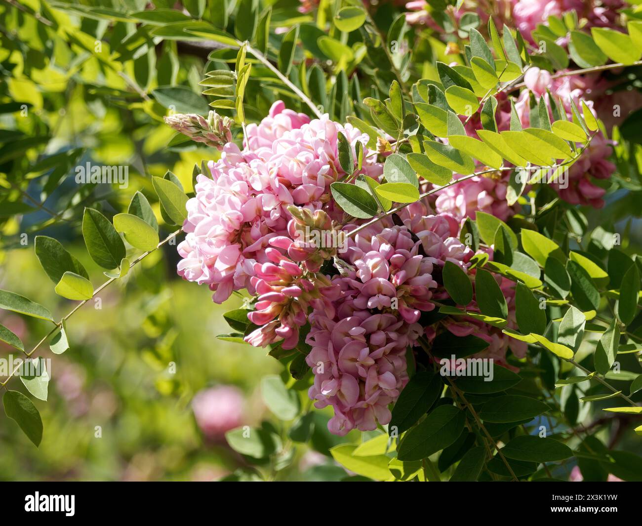 Bruscamente locuste, rosa-acacia, o moss locuste, Robinie, Bortige Robinie, Robinia hispida, rózsás akác, Budapest, Ungheria, Magyarország, Europa Foto Stock