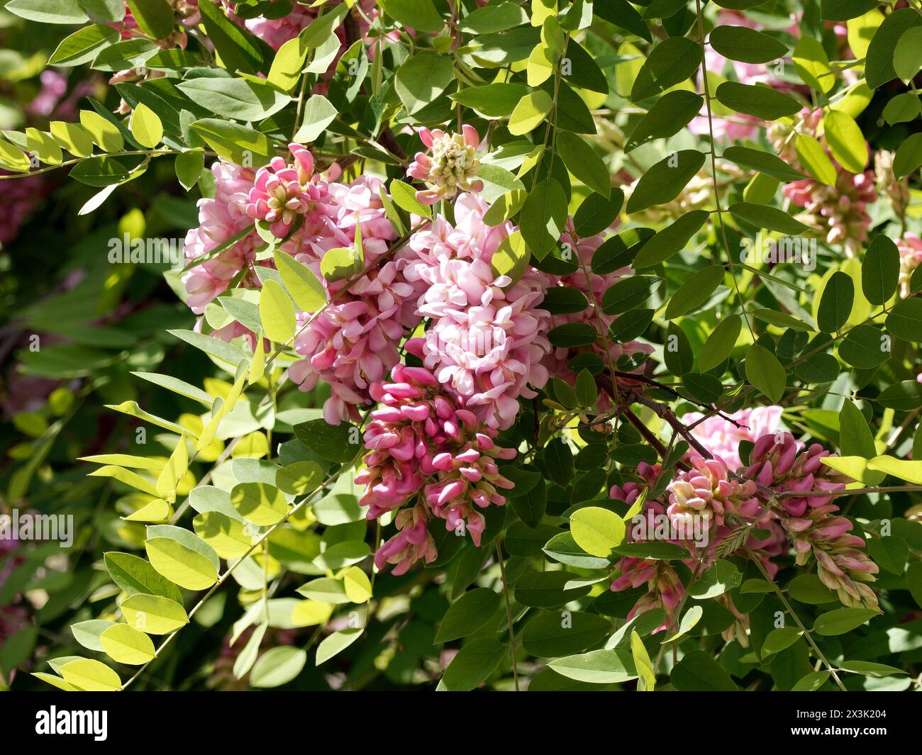 Bruscamente locuste, rosa-acacia, o moss locuste, Robinie, Bortige Robinie, Robinia hispida, rózsás akác, Budapest, Ungheria, Magyarország, Europa Foto Stock