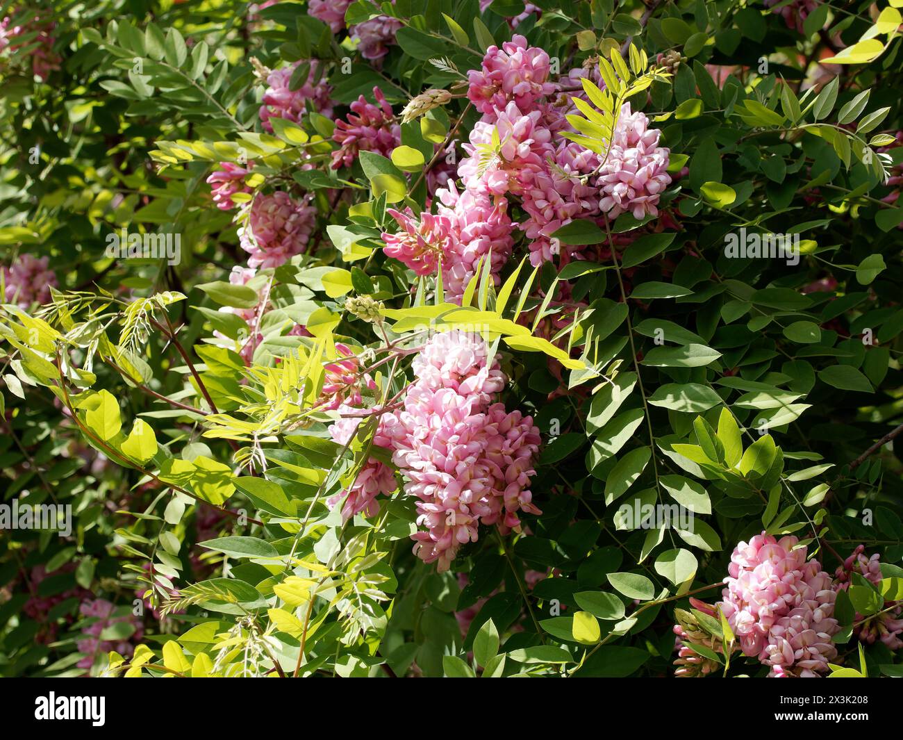 Bruscamente locuste, rosa-acacia, o moss locuste, Robinie, Bortige Robinie, Robinia hispida, rózsás akác, Budapest, Ungheria, Magyarország, Europa Foto Stock