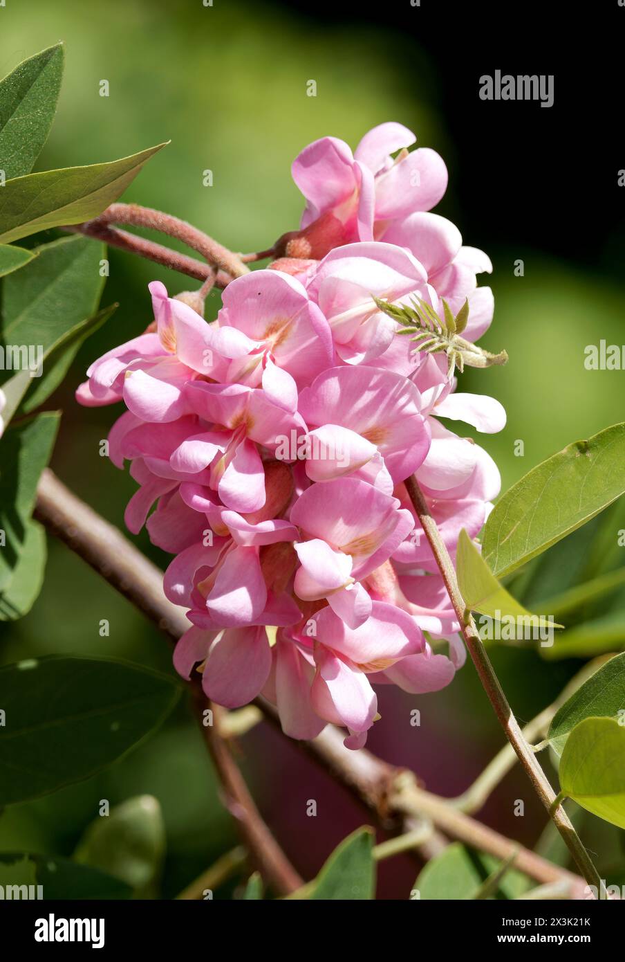 Bruscamente locuste, rosa-acacia, o moss locuste, Robinie, Bortige Robinie, Robinia hispida, rózsás akác, Budapest, Ungheria, Magyarország, Europa Foto Stock