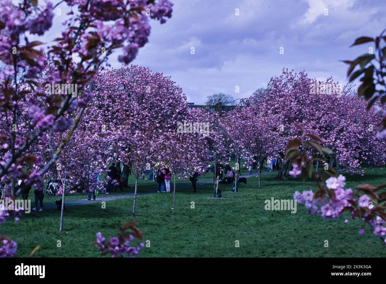 Persone che si godono una passeggiata tra i ciliegi in fiore in un parco lussureggiante. Foto Stock