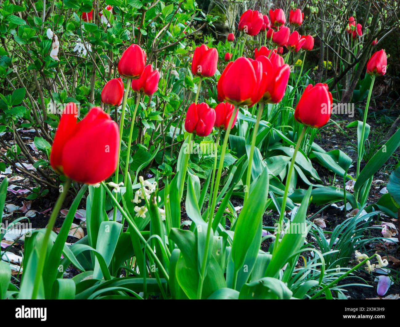 Vista ad angolo basso di un piccolo letto di tulipani nel giardino della casa. Foto Stock