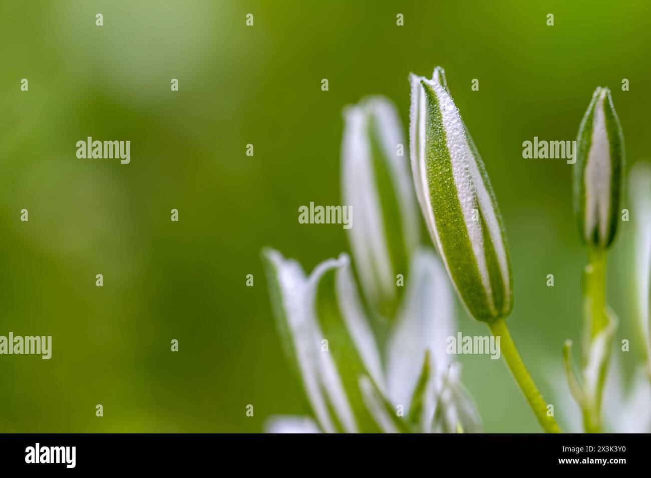 Dettaglio dei fiori stellari di Betlemme (Ornithogalum umbellatum) ricoperti di gocce di rugiada nel prato all'alba in primavera Foto Stock