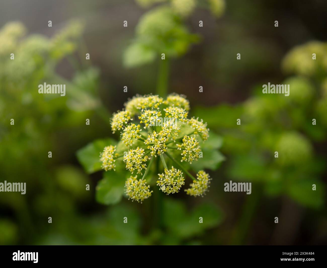 Intraprendi un viaggio mistico attraverso la natura, circondato da piante di polline fumanti Foto Stock