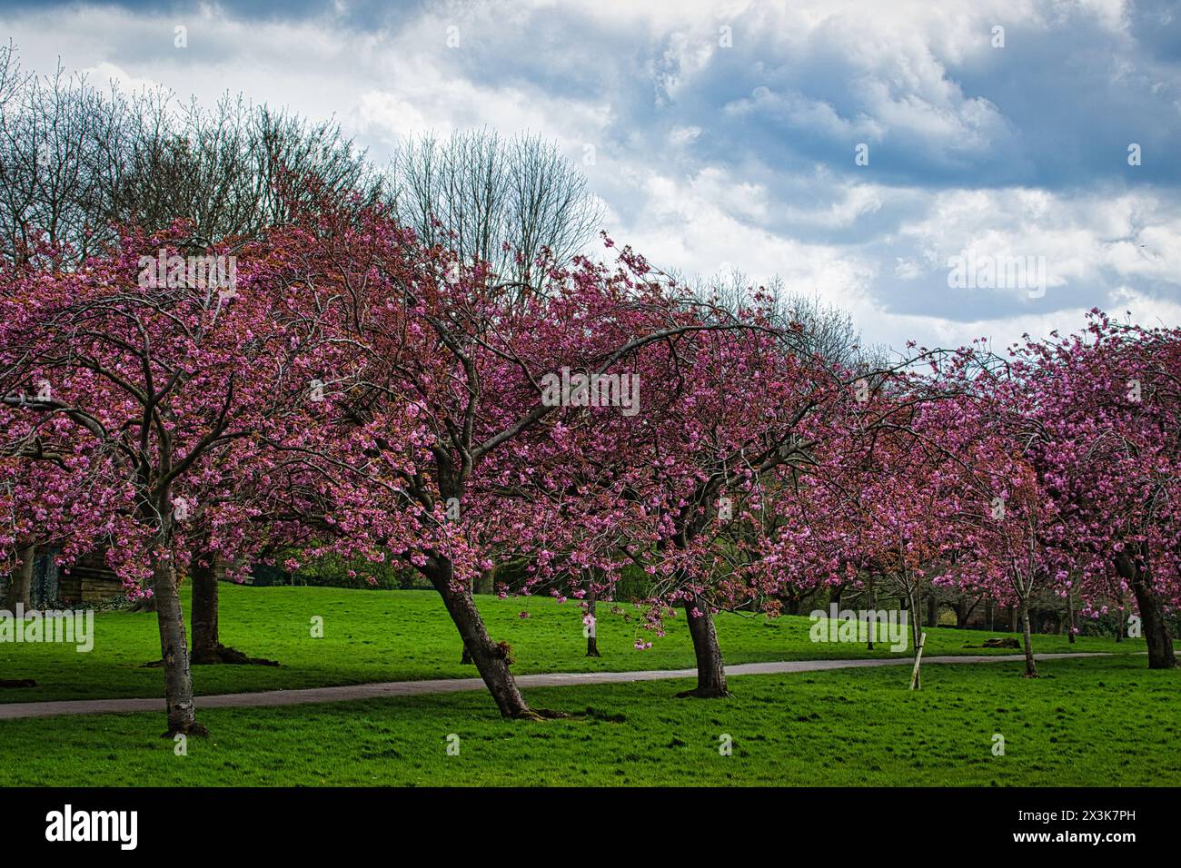 Vibranti ciliegi in piena fioritura in un parco verde lussureggiante con cieli nuvolosi. Foto Stock
