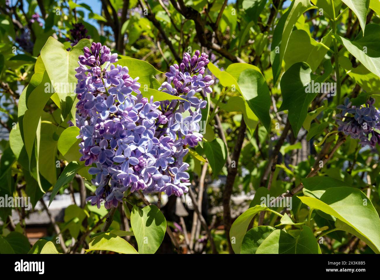Lillas in Bloom su un ponte del tetto a Murray Hill in una mattinata di primavera, 2024, New York. STATI UNITI Foto Stock