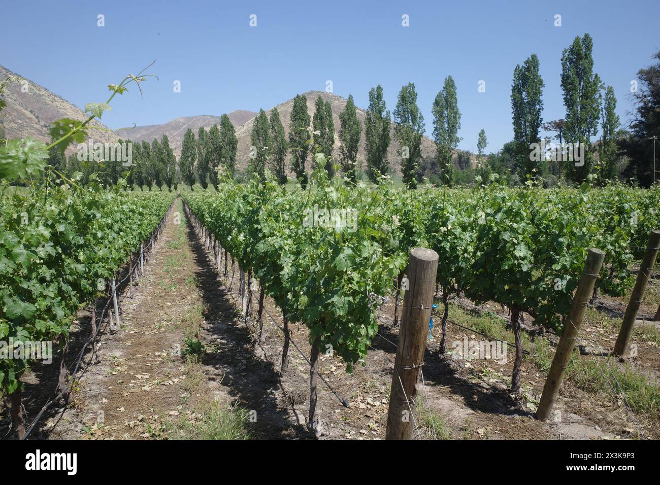 Santiago, Cile - 25 novembre 2024: Vigneti dei vigneti di Santa Rita, Maipo, Cile Foto Stock