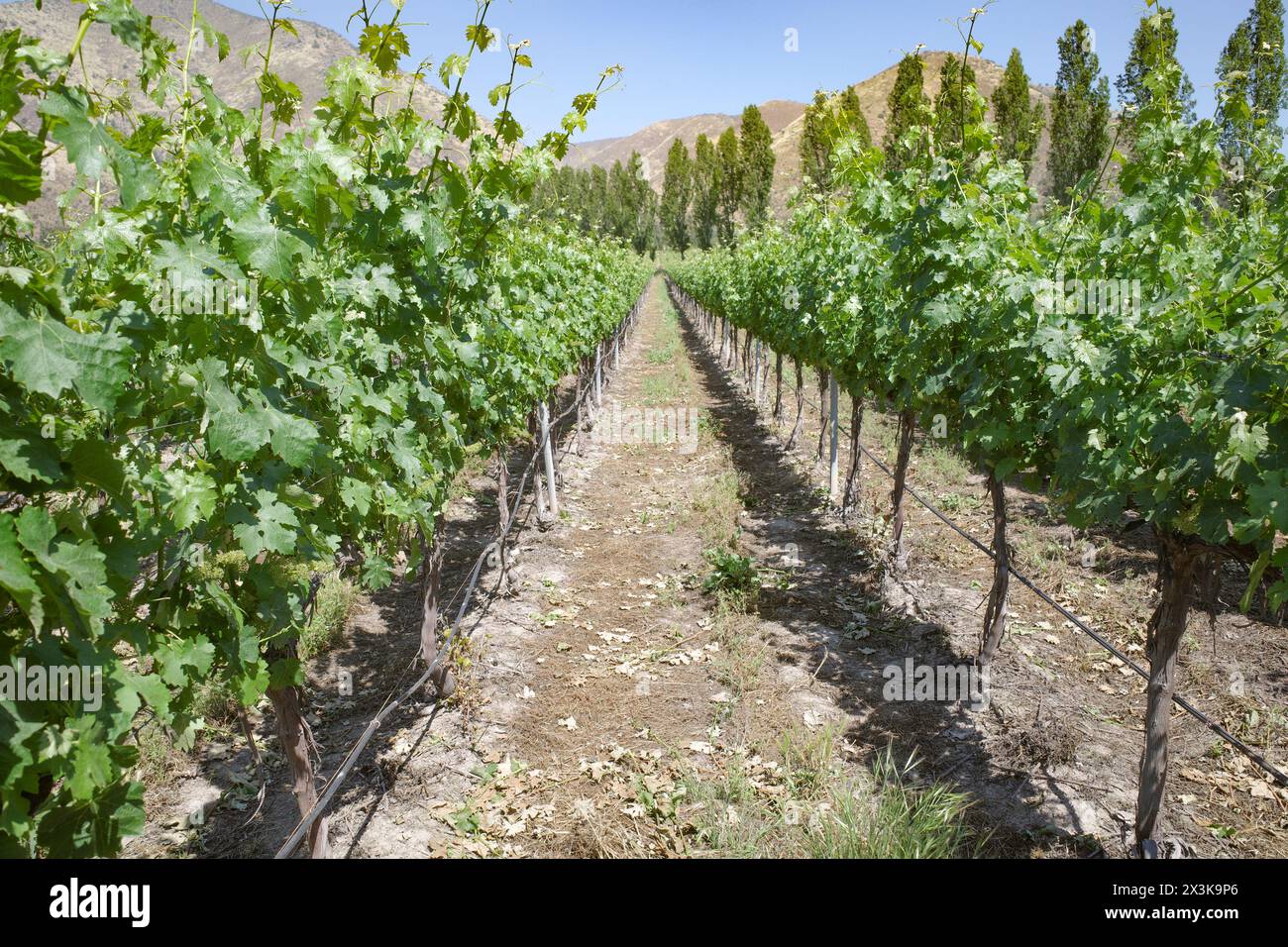 Santiago, Cile - 25 novembre 2024: Vigneti dei vigneti di Santa Rita, Maipo, Cile Foto Stock