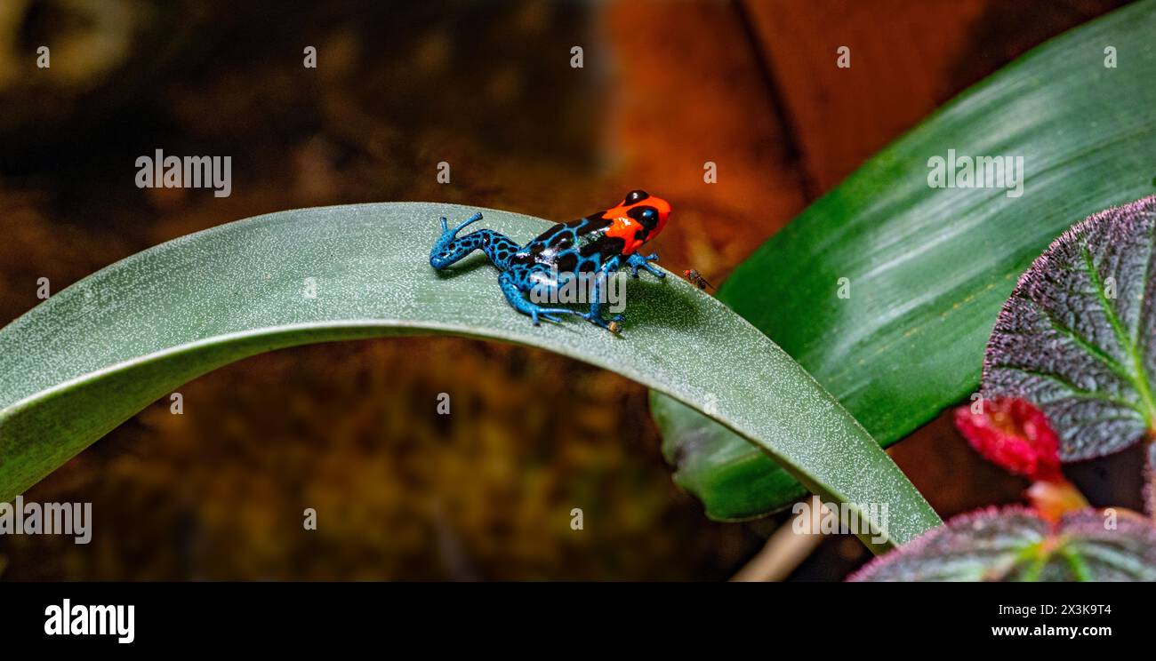 Rana velenosa (Ranitomeya benedicta) - esemplare in cattività. La rana velenosa è una specie vulnerabile che si trova nelle Pampas del Sacramento Foto Stock