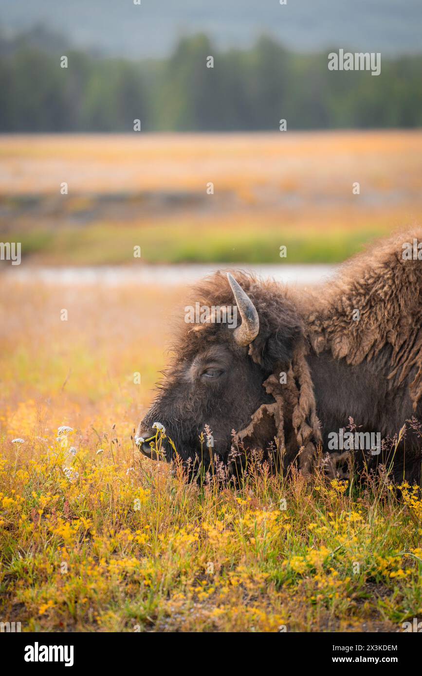 Vista di Buffalo sul campo all'aperto nel parco nazionale di Yellowstone, Wyoming USA Foto Stock