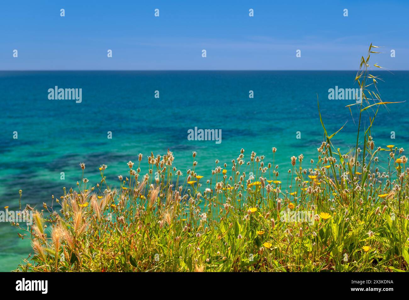Fiori selvatici che crescono sulla scogliera dell'Algarve in Portogallo Foto Stock