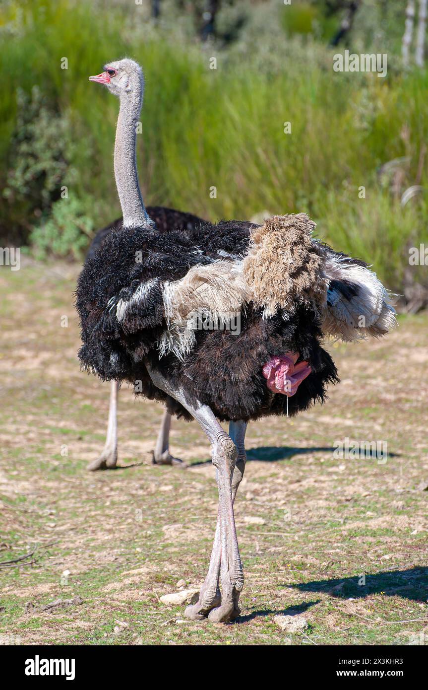 Incontro mistico: L'enigmatico Ritratto di Bird senza volo Foto Stock