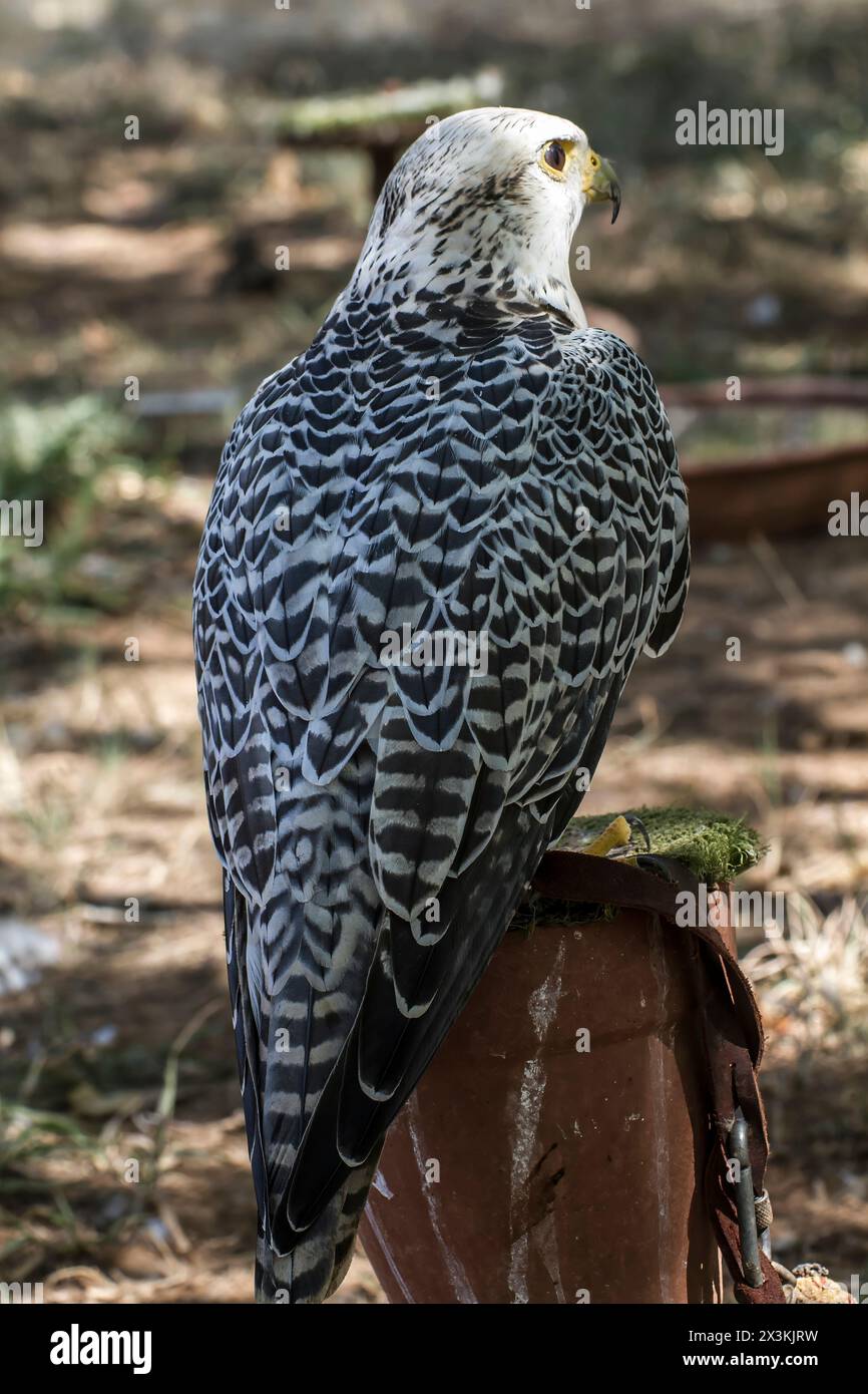 Majestic White Falcon: Uno splendido uccello carnivoro con un sorprendente piumaggio nero e grigio Foto Stock